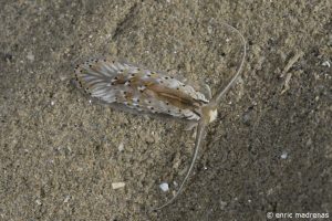 Cerberilla bernadettae