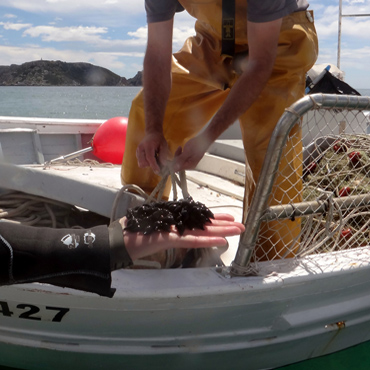 Recuperant ous al port