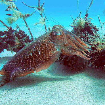 fotospropies20160330182902-9_g