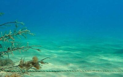 Calendari Sepiero Estiu 2024